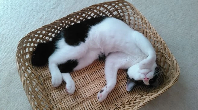 籐のかごの上でくつろぐ白黒の猫