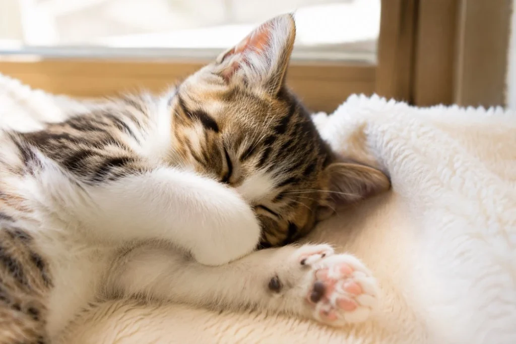 毛布の上で前足を顔に当てて眠るキジ白の子猫