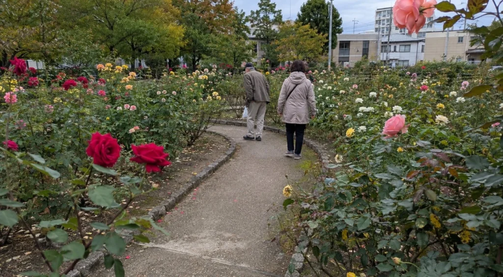 大館バラまつりをイメージした秋バラの園路と散策する来園者