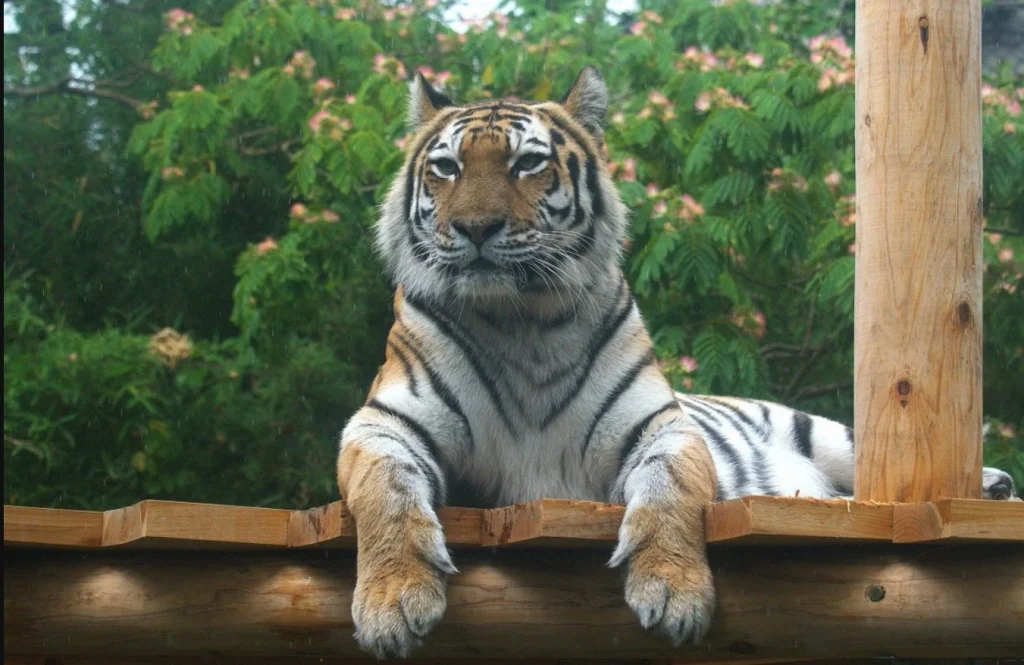 大森山動物園で飼育されているトラ