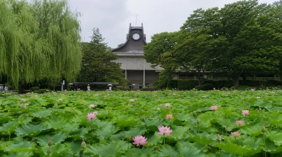 ハスの花が咲く千秋公園大手門の堀と奥に見える秋田市文化創造館