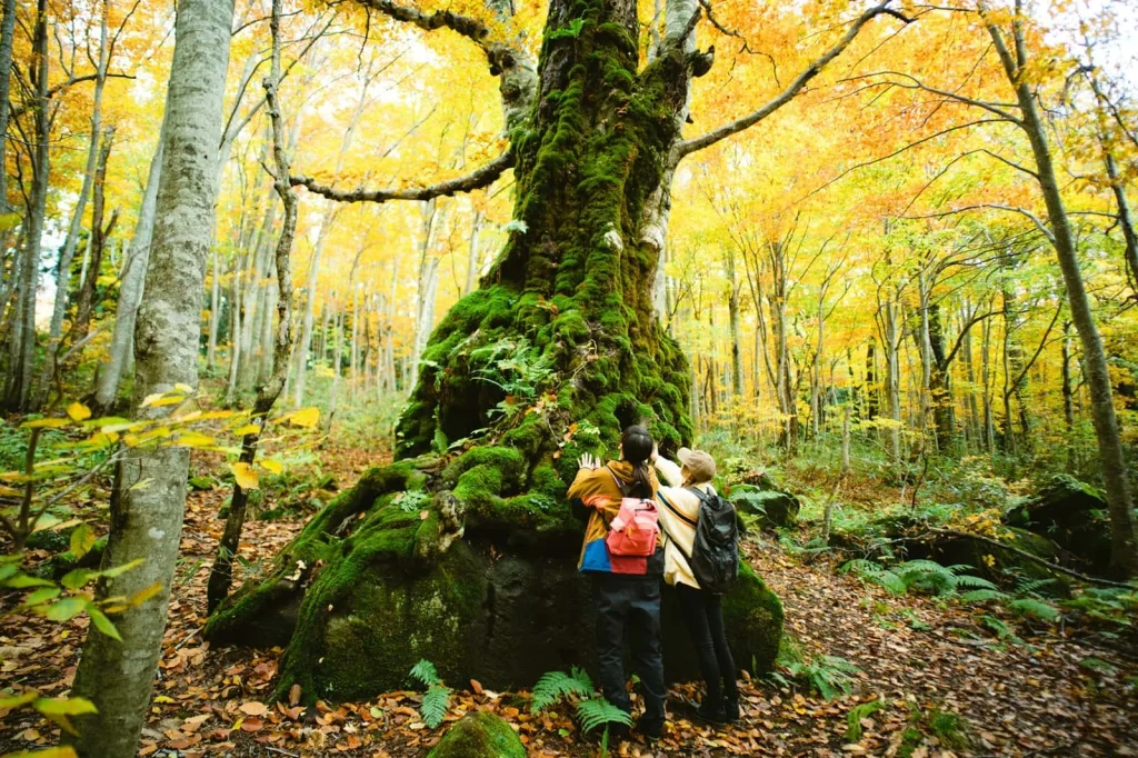 紅葉した白神山地のブナ林で苔むした巨木を見上げる2人