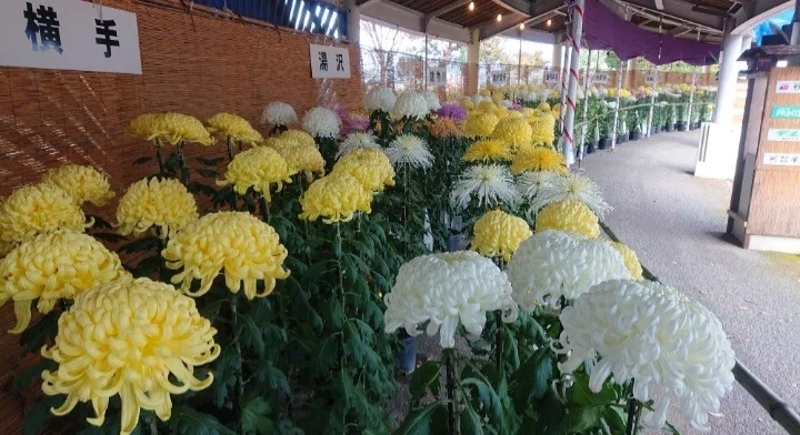 会場に並べられた黄色や白色の大輪の菊