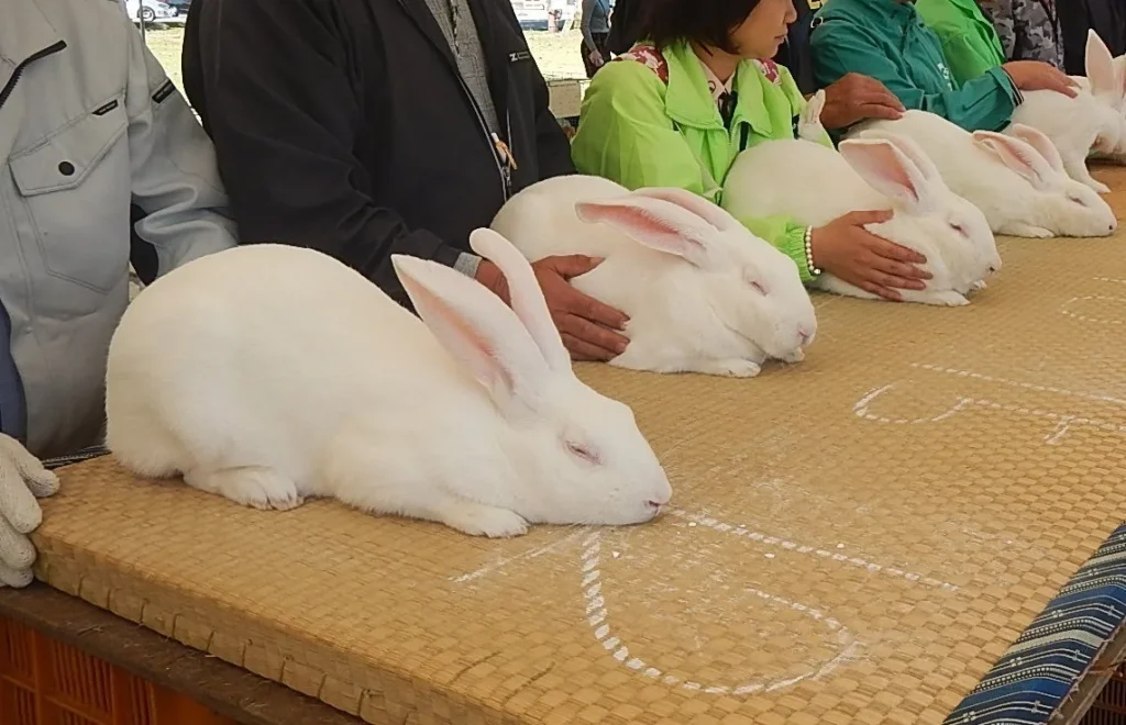 品評会の台に並ぶ大型の白いうさぎ