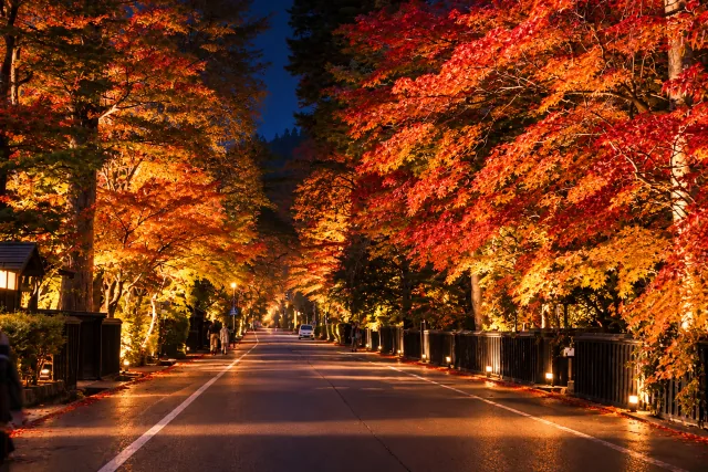 紅葉した木々がライトアップされた角館武家屋敷通り