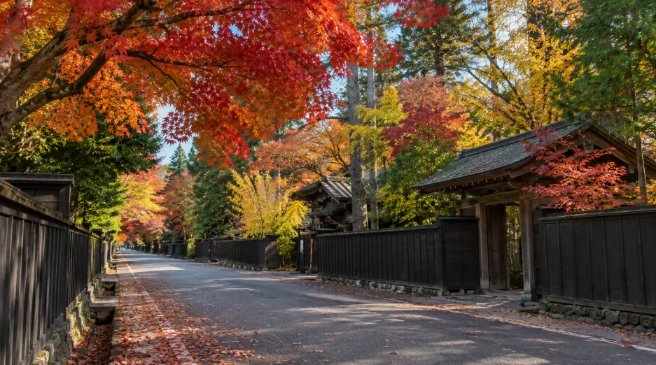 黒板塀が続く角館武家屋敷通りを赤や黄の紅葉が彩る風景