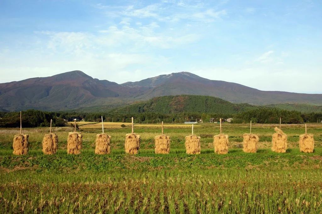 鳥海山を背景に田園と稲を干した風景が広がる秋の農村景観