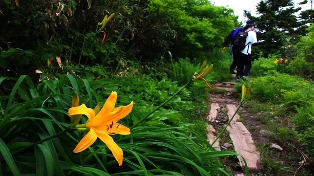 ニッコウキスゲが咲く森吉山の登山道を歩く登山者