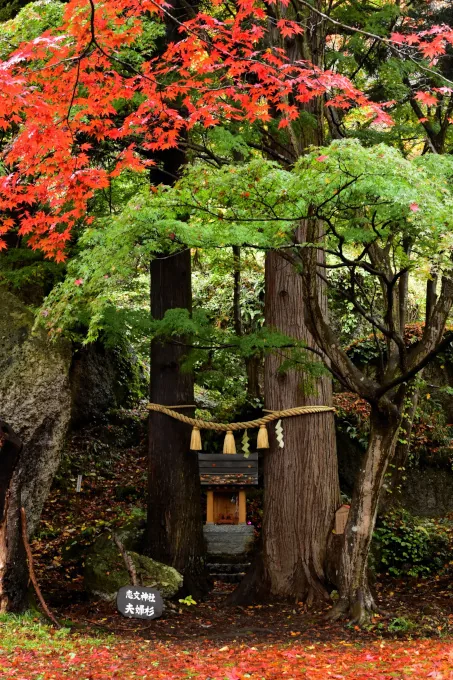 赤く色づいたモミジと大木に囲まれた神社