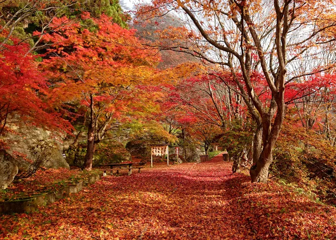 赤やオレンジの紅葉と落ち葉に彩られた園内の散策路