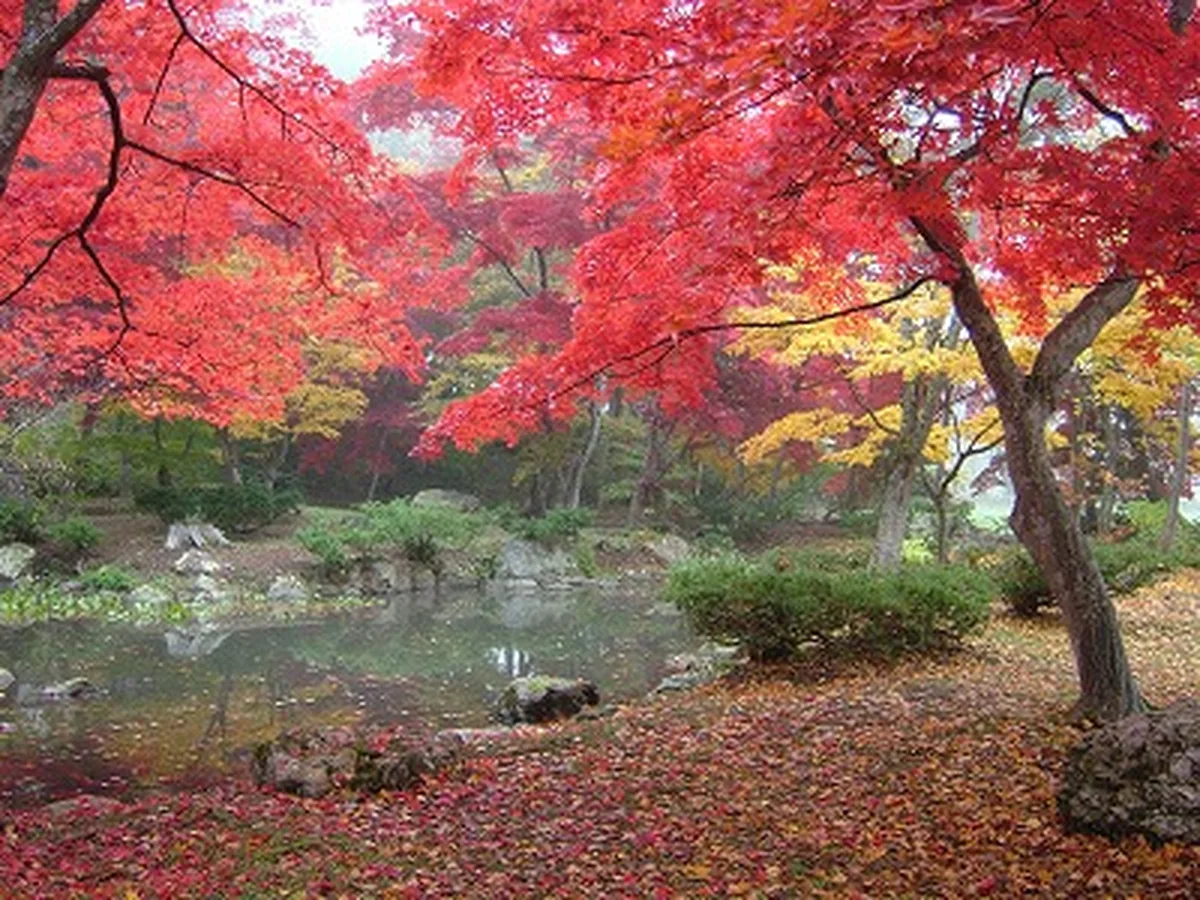 池のほとりに赤いモミジが広がる秋の日本庭園